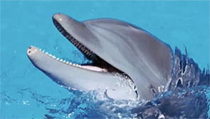 Dolfijn Dolfijnen De Hitchhikers Gids Naar De Melkweg GIF ...