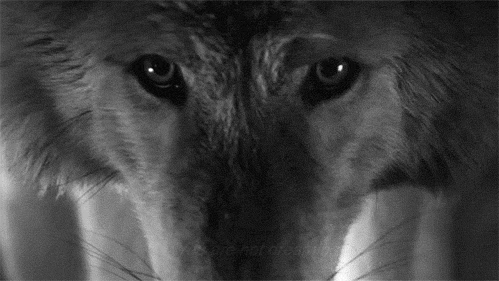 Wolf GIF | GIFs.nl