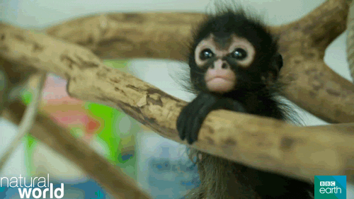 Baby Schattig Aap GIF | GIFs.nl