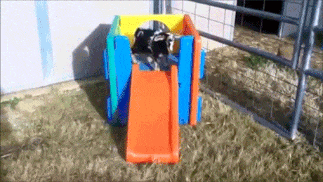 glijbaan-interessant-geit-gif-gifs-nl