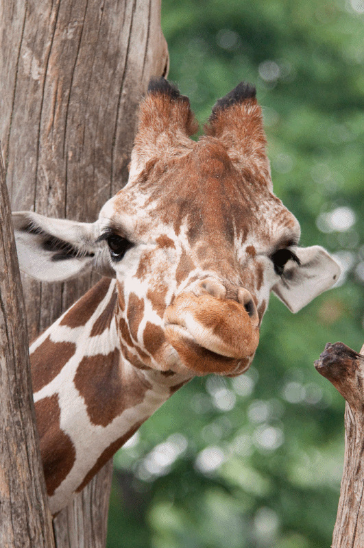 Giraffe GIF GIFs.nl