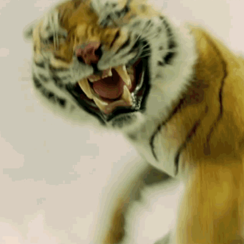 Tijger 2012 Ang Lee GIF GIFs.nl